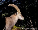 Bouquetin 5995_wm